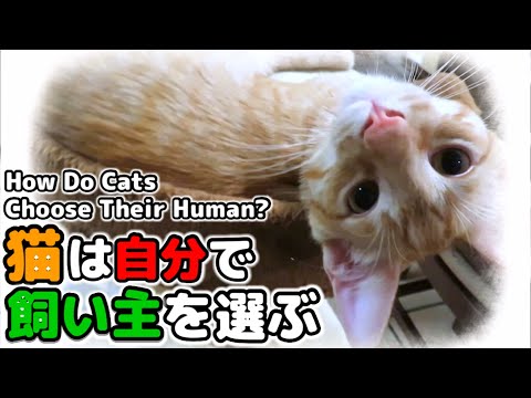 猫は飼い主を選ぶのでしょうか?