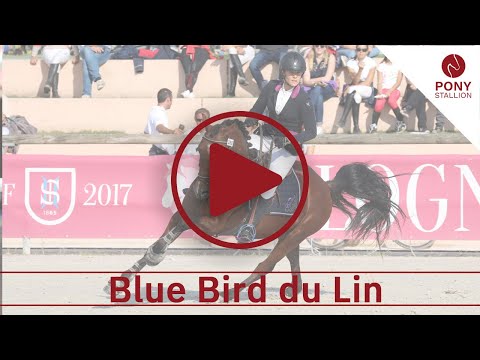 Blue Bird du Lin, Etalon Poney Français de Selle par Machno Carwyn