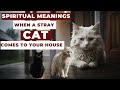 Spiritual Meanings When A Stray Cat Comes To Your House