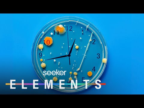 什麼？！細菌居然有時間的概念？！ (Bacteria Can Tell Time...Wait, What?!)