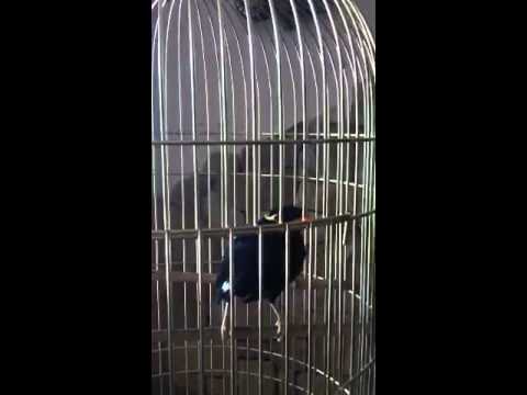 Gwarek gadający ptak Duduś