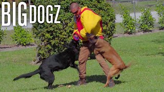 My 4 Year Old Trains $70K Protection Dogs To Attack | BIG DOGZ by Barcroft Animals