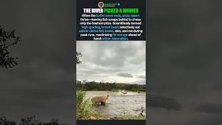 GRIZZLY BEARS HUNT SALMON IN RIVER