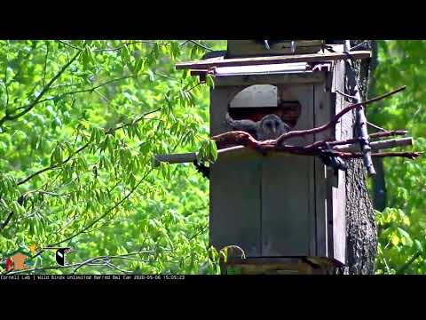Barred Owlet Sees The World Outside Of The Nest Box For First Time – May 6, 2020