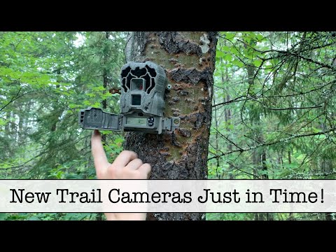 New Stealth Cam 16MP Camera Combo, 2-pk Trail Cameras Just in Time! #trailcamera
