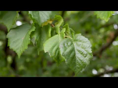 Corylus colurna  - Turkish Filbert; Turkish Hazelnut