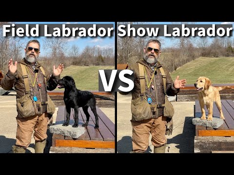 English vs. Field Labrador Retriever | Which One Is Right For You? Episode 1