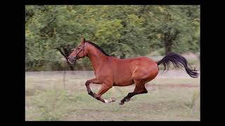 Cover art for Horse galloping type beat