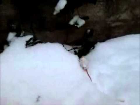 Snökaos med musarna