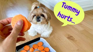little shih tzu had diarrhea..how did we treat it at home? tips & homemade remedies