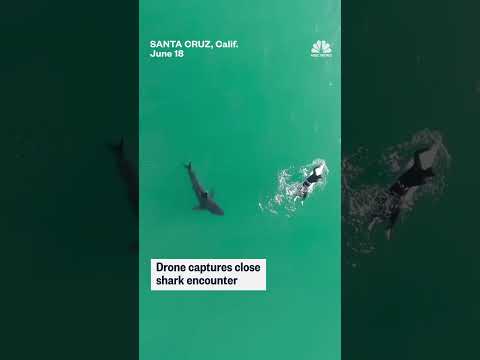Large shark spotted circling surfer off California coast