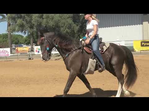 download lagu mp3 mp4 Gaited Horses, download lagu Gaited Horses gratis, unduh video klip Gaited Horses