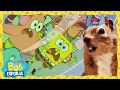 Bob Esponja Salva A Arenita Bob Esponja En Español
