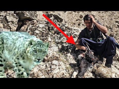 🐆Leopard Attacks the Chevil Family’s Herd | Ali Rushes to the Scene After Heavy Loss 🐆⚠️