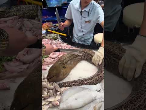 Deadly Stone Fish: The Most Venomous Fish in the World | Amazing Facts & Survival Tips"