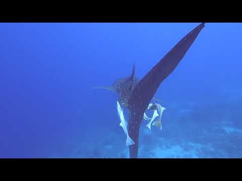 Whale shark season !! 31/07/2024 , sharm el sheikh