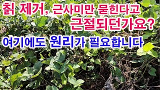 칡 제거 방법, 근사미만 묻힌다고 근절되던가요? 여기에도 원리가 필요합니다. 뭐든지 원리를 알고 해야 확실합…