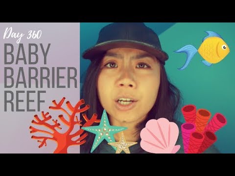 360. Baby Barrier Reef