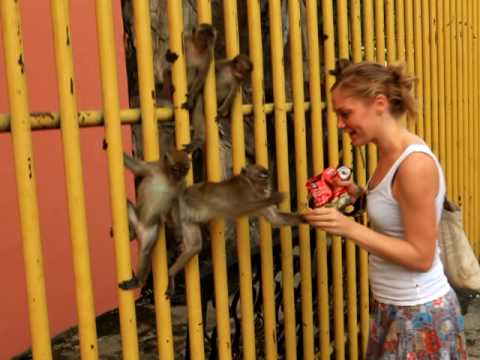 Feeding Malaysian Monkeys!