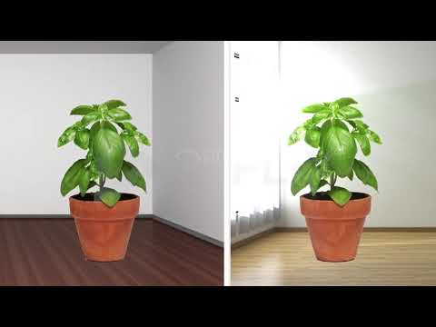 Practically's Concepts - Photosynthesis - #LearnPractically