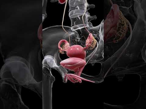 Understanding the Uterus, Bladder, and Ovaries  #anatomy #meded #3danimation