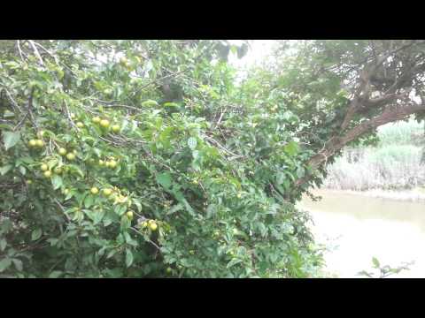 download lagu mp3 mp4 Small Yellow Plums Uk, download lagu Small Yellow Plums Uk gratis, unduh video klip Small Yellow Plums Uk