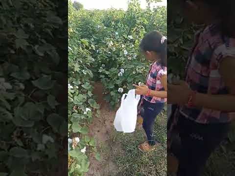 Nana Bapa Ni wadi moj#wadi