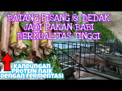 , title : 'Pakan Fermentasi Untuk BABI -  Peternakan Babi di Bali'