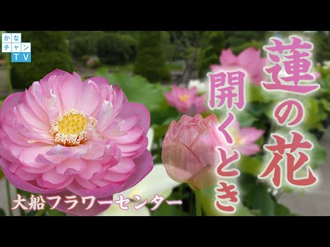 蓮の花開くとき【大船フラワーセンター】【lotus】