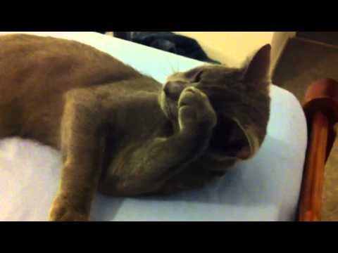 Russian Blue Cat Cleaning