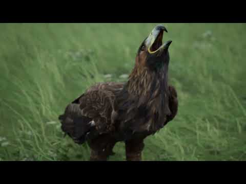 Unreal Engine 5.1.1 Golden Eagle Animation