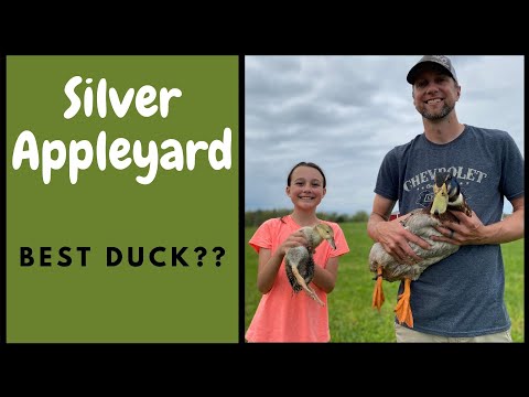 , title : 'Silver Appleyard: The BEST Duck!'