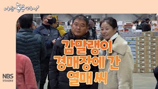 [나는농부다 277회] 감말랭이 경매장에 간 열매 씨