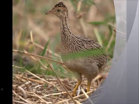 Canto Codorna de Nordeste Video