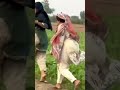 Desi Bhabhi Hot Vlog Shorts Trending Viral Bhabhi Bhabhiji