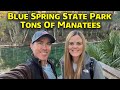 Tons Of Manatees At Blue Spring State Park January 2023