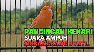 Download lagu TERAPI Kenari GACOR PANJANG AMPUH untuk PANCINGAN & MASTERAN agar Kenari PAUD cepat BUNYI mp3