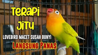 Download lagu TERAPI AMPUH Lovebird NGEKEK PANJANG, 90% Lovebird MACET SUSAH BUNYI LANGSUNG PANAS IKUT NGEKEK mp3 Download lagu TERAPI AMPUH Lovebird NGEKEK PANJANG, 90% Lovebird MACET SUSAH BUNYI LANGSUNG PANAS IKUT NGEKEK mp3