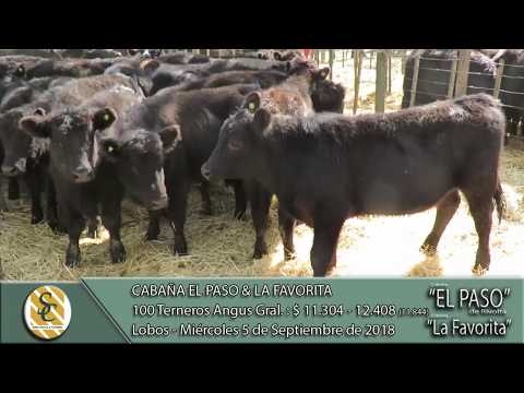 05-09-18 Venta de Terneros Angus Generales - Cabaña El Paso & La Favorita - Lobos