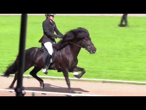 Gustur vom Kronshof, WC17F1