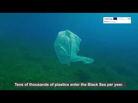 Seagrass Meadows - The Source of Life in the Black Sea