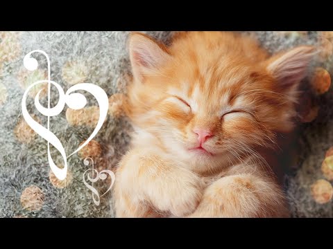 ♬ Anti Anxiety Music for Kittens ♬ 20 Hours Relaxing Music for Kittens