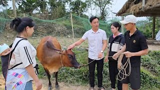 Download lagu Doctor Bao and Doctor Man gave the cow to the couple to develop the economy. mp3 Download lagu Doctor Bao and Doctor Man gave the cow to the couple to develop the economy. mp3