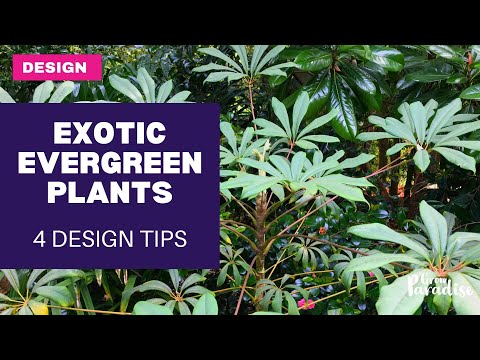 Adding EVERGREEN plants to your garden - 4 design tips