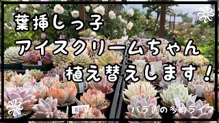 【多肉植物】【ガーデニング】【バラ】葉挿しっ子アイスクリームちゃん、植え替えします！