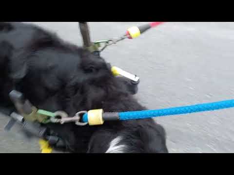 4輪の犬用車椅子を調整中のバーニーズ