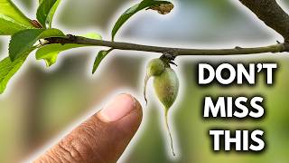 Peach Flowers Turning Into Fruit? Do This Immediately!