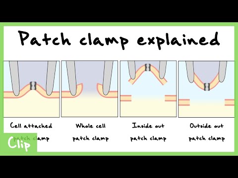 Patch Clamp Explained (Cell-Attached, Whole Cell, Inside Out, Outside Out Configurations) | Clip