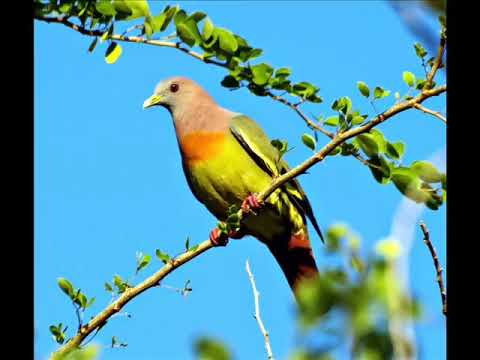 download lagu mp3 mp4 Suara Burung Punai, download mp3 Suara Burung Punai free download, download mp3 Suara Burung Punai