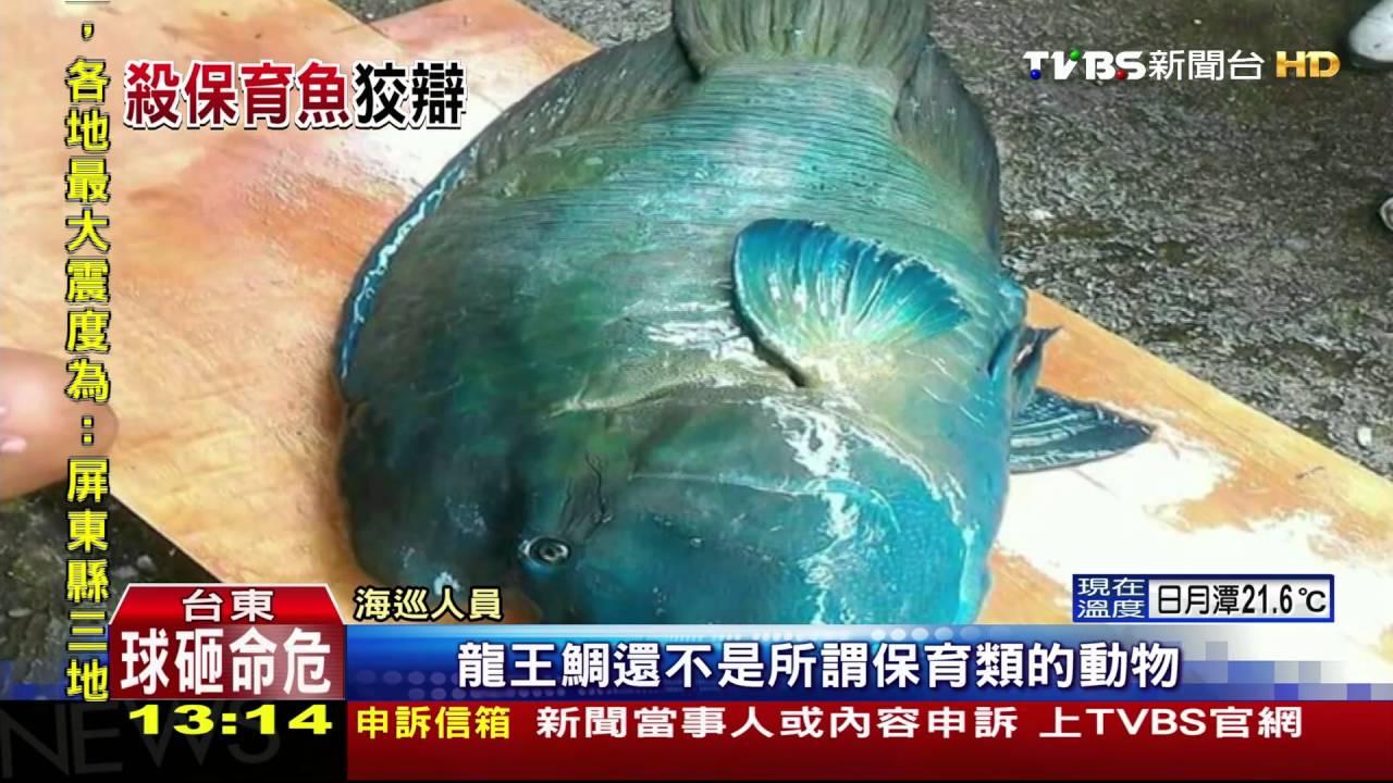 疑獵龍王鯛!民宿辯「7年前」 網友找碴揪說謊